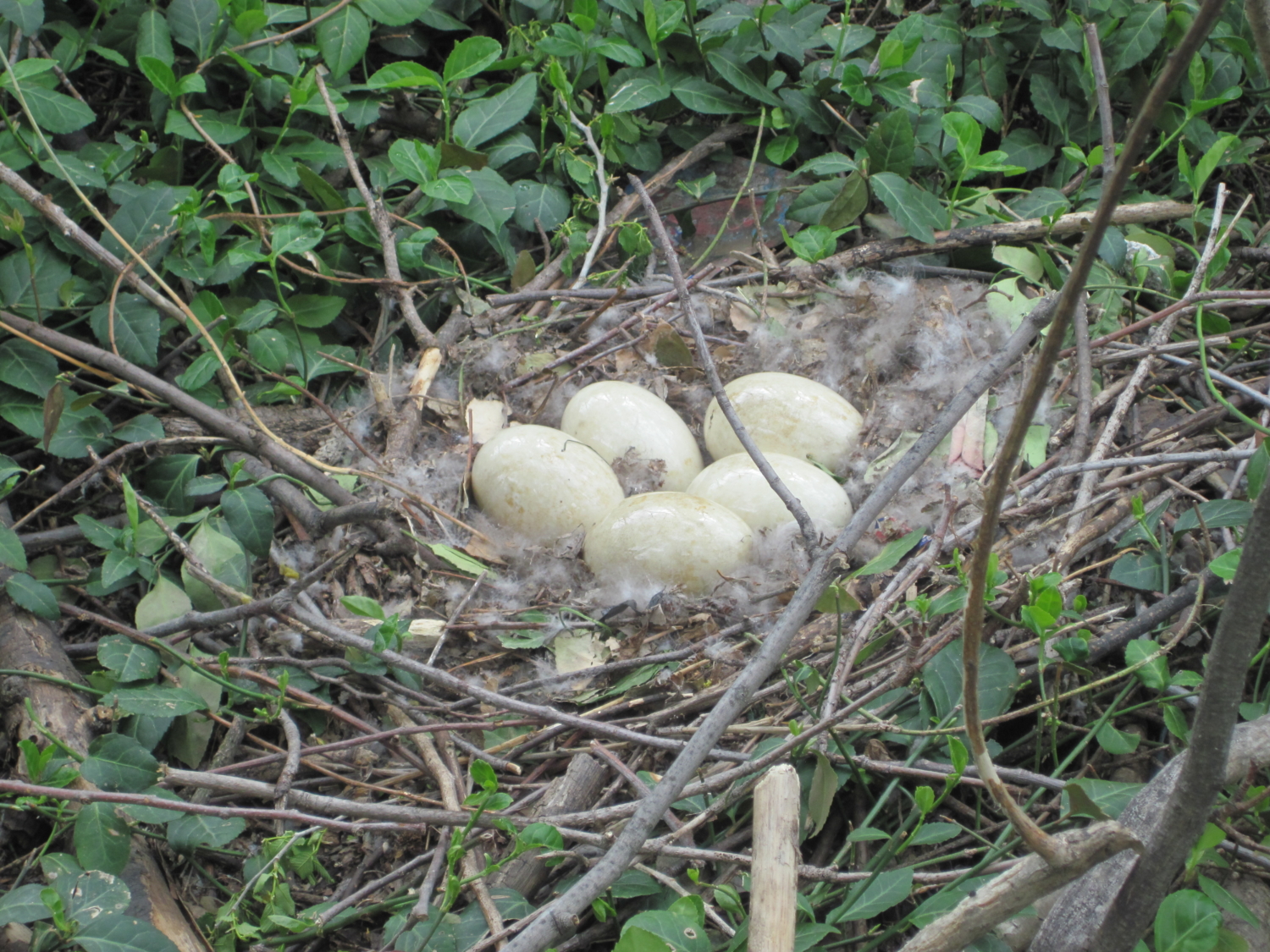 Park Wildlife - Mill River Park Collaborative